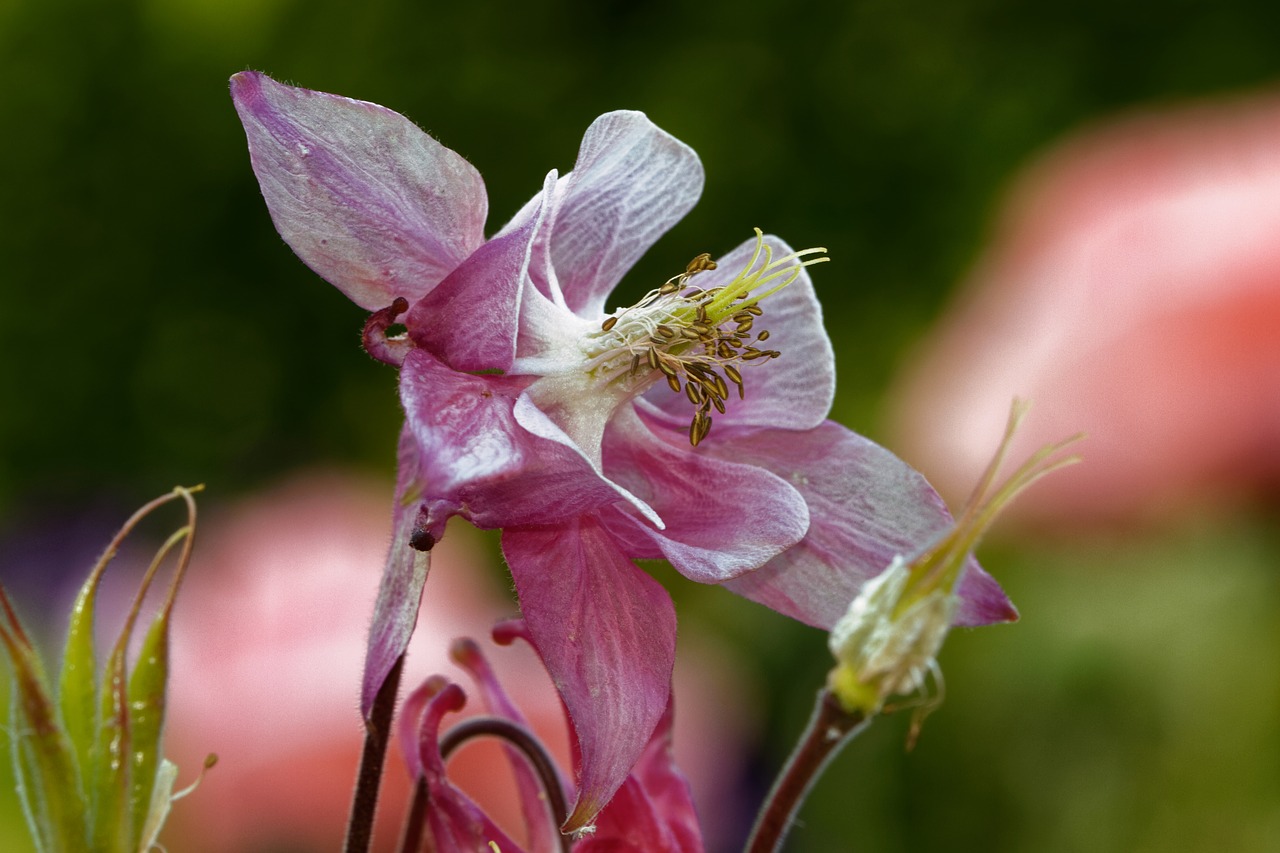 Kolumbinas, Gėlė, Žiedas, Žydėti, Augalas, Aquilegia, Gamta, Rožinis, Nemokamos Nuotraukos,  Nemokama Licenzija