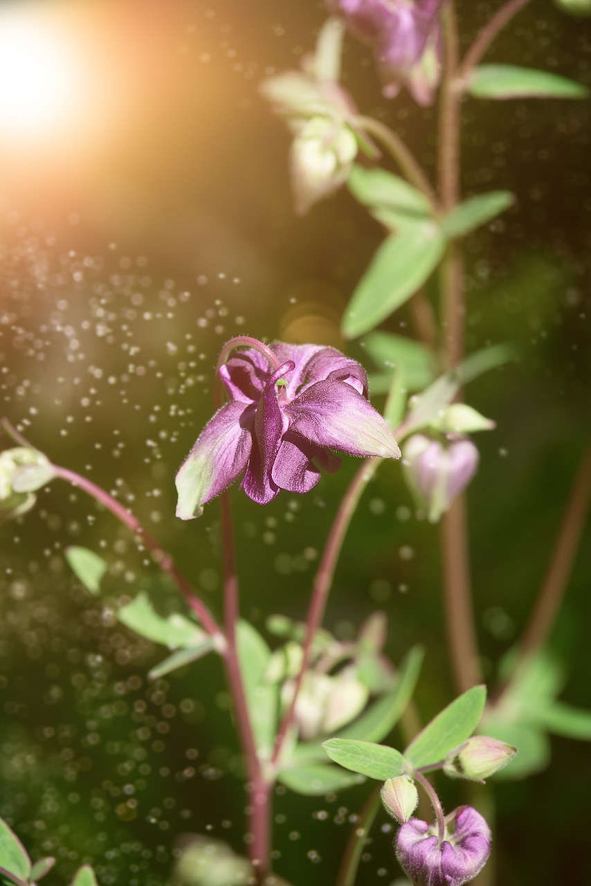 Kolumbinas, Gėlė, Žiedas, Žydėti, Violetinė, Flora, Laukinė Gėlė, Bendras Kolumbinas, Uždaryti, Miško Kolumbinas