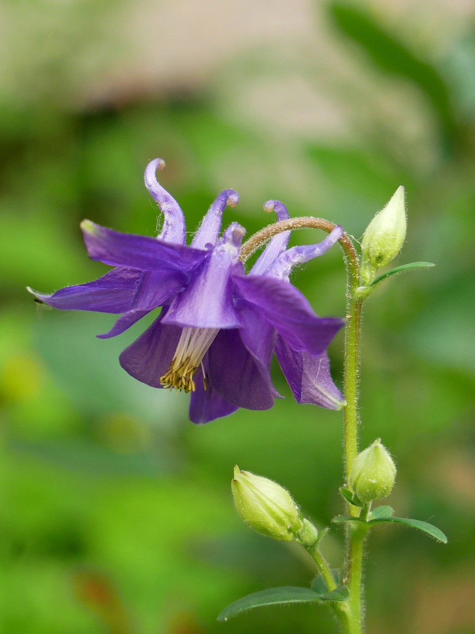 Kolumbinas, Violetinė, Žiedas, Žydėti, Augalas, Bendras Akelei, Sodo Augalas, Laukinė Gėlė, Flora, Gėlė