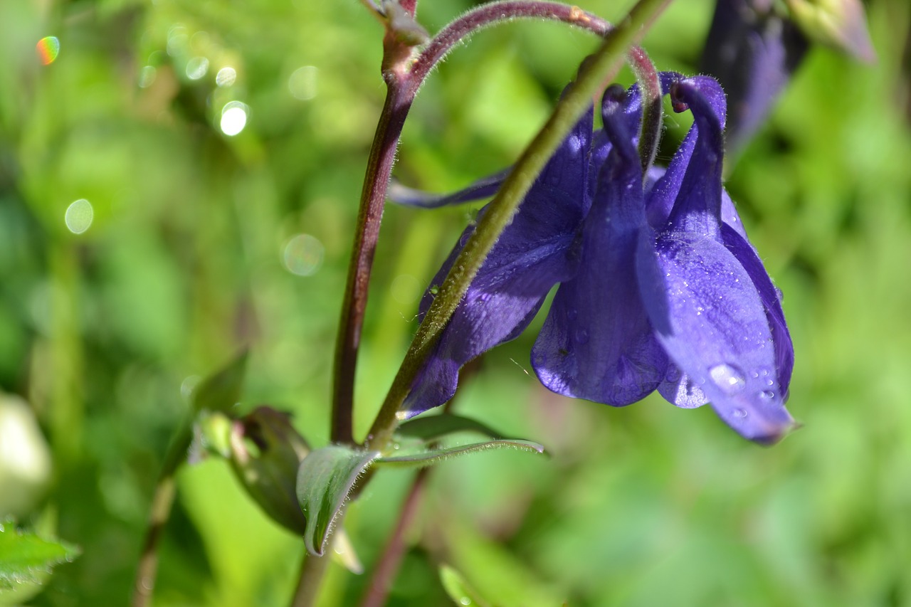 Kolumbinas, Aquilegia, Gėlė, Violetinė, Laukiniai, Iš Arti, Gamta, Augalas, Nemokamos Nuotraukos,  Nemokama Licenzija