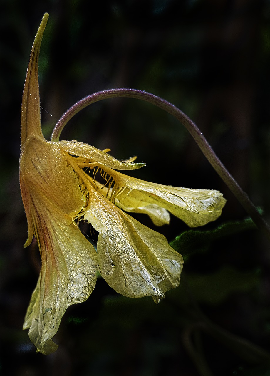 Kolumbinas, Žiedas, Žydėti, Rasos Rasos, Rudens Rytas, Morgentau, Ryto Saulė, Aquilegia, Hahnenfußgewächs, Ruduo