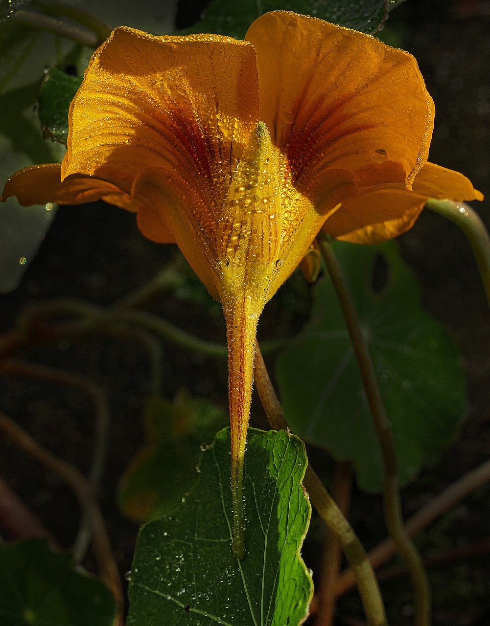 Kolumbinas, Žiedas, Žydėti, Rasos Rasos, Rudens Rytas, Morgentau, Ryto Saulė, Aquilegia, Hahnenfußgewächs, Ruduo