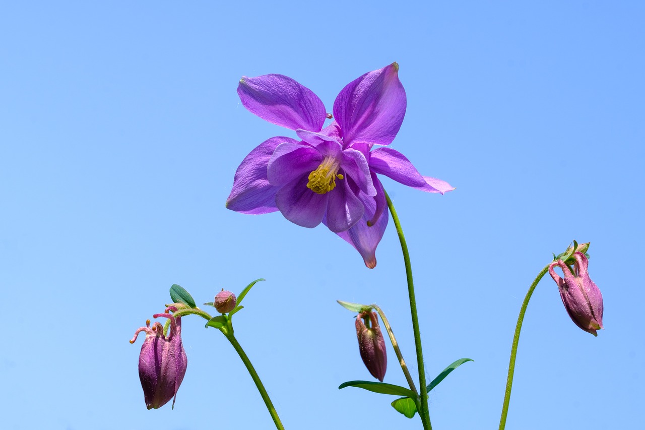 Columbine,  Aquilegia,  Ranunculaceae,  Žiedas,  Žydi,  Gėlė,  Floros,  Violetinė,  Violetinė, Nemokamos Nuotraukos