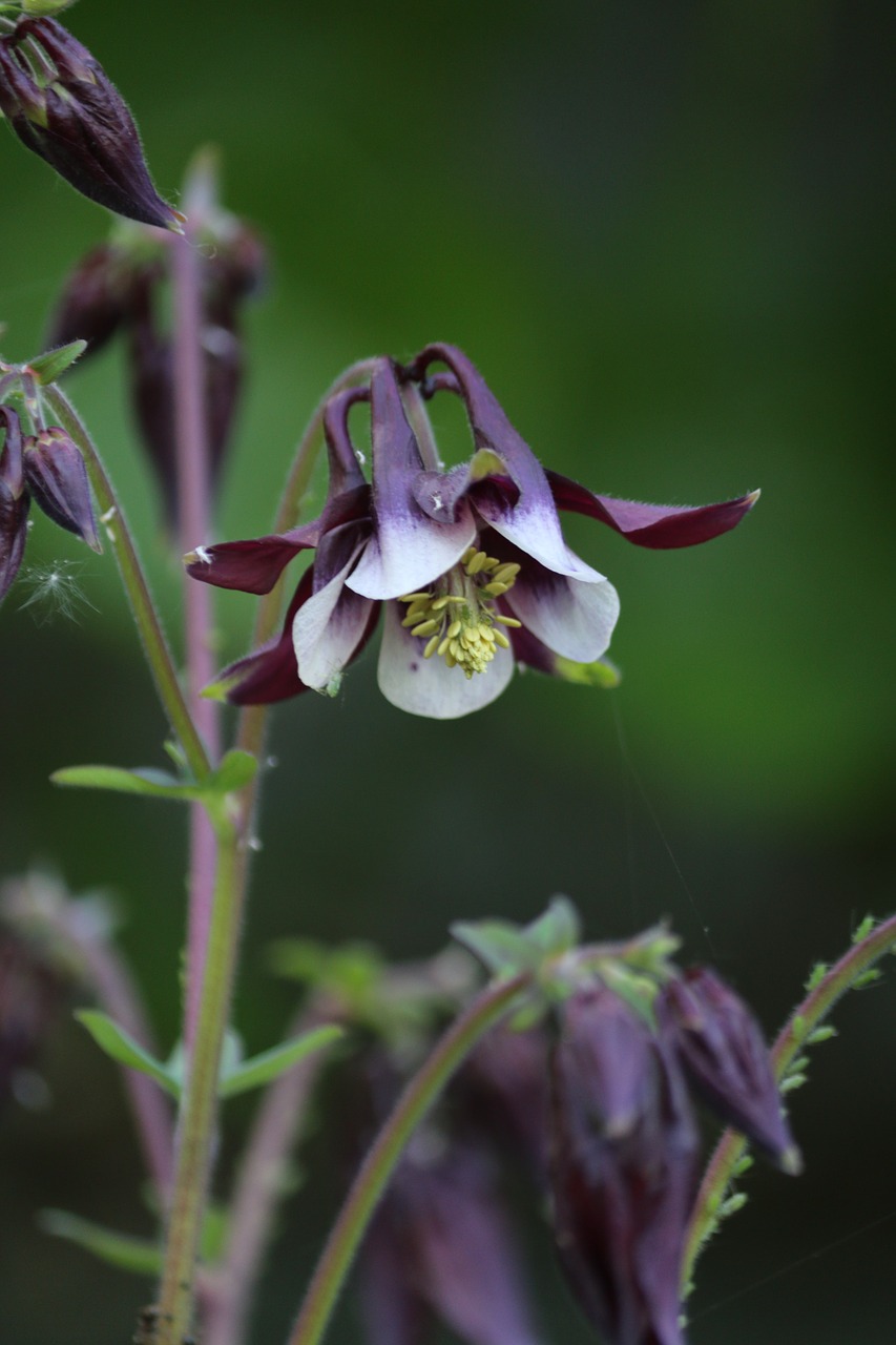 Columbine,  Gėlė,  Daugiamečių,  Sodas,  Žydėjimo,  Pavasaris,  Augalų,  Violetinė Gėlė,  Laukinių Gėlių, Nemokamos Nuotraukos