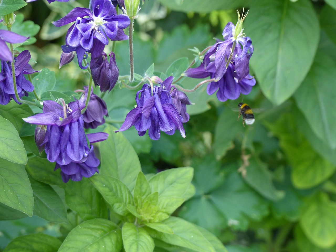 Columbine,  Gėlė,  Hummel,  Žiedas,  Žydi,  Floros,  Augalų,  Iš Arti,  Gamta Gėlės,  Gėlių Sodas