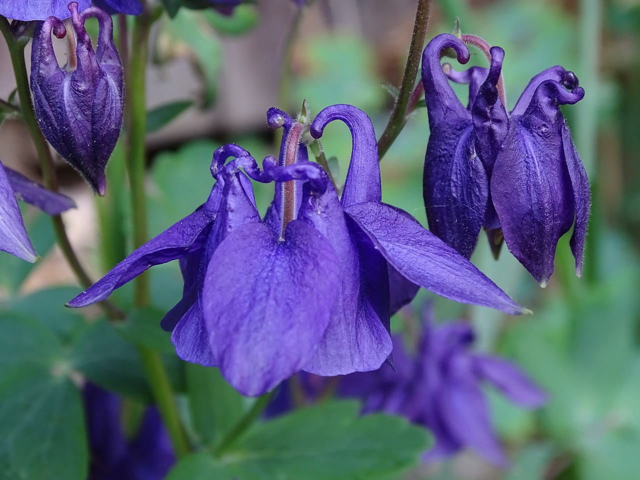 Columbine,  Columbine Gėlių,  Bendros Akelei,  Bendroji Tūtenes,  Aquilegia Vulgaris,  Miško Columbine, Nemokamos Nuotraukos,  Nemokama Licenzija