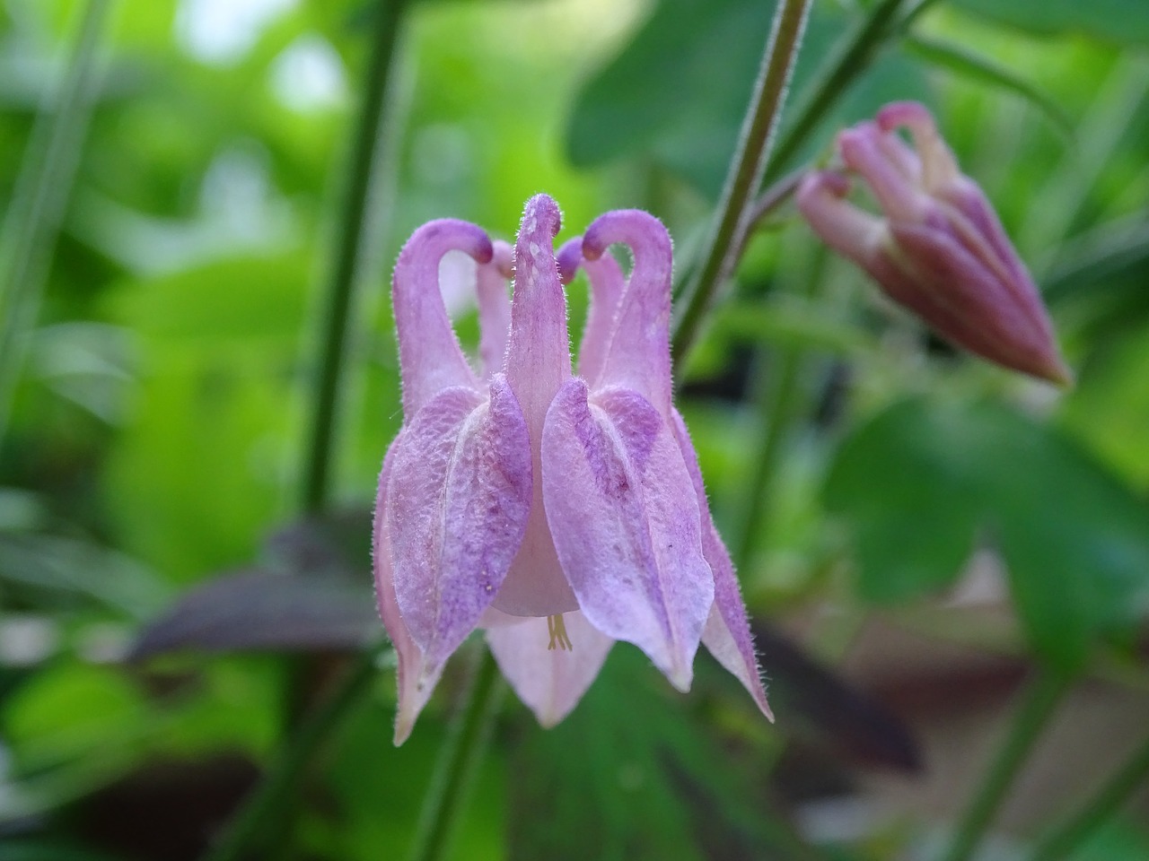 Columbine,  Columbine Gėlių,  Bendros Akelei,  Bendroji Tūtenes,  Aquilegia Vulgaris,  Miško Columbine, Nemokamos Nuotraukos,  Nemokama Licenzija