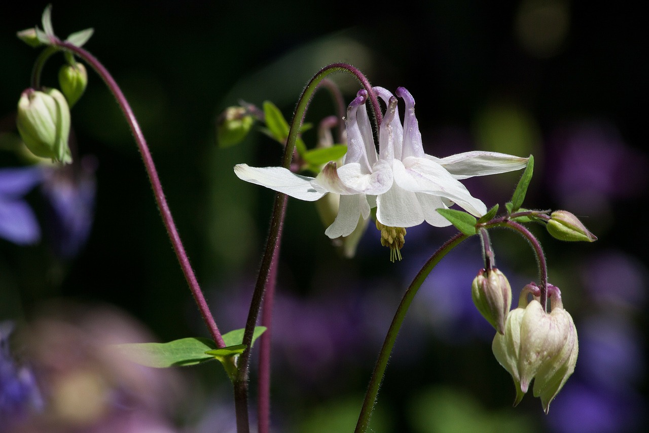 Kolumbinas, Gėlė, Žiedas, Žydėti, Augalas, Balta, Aquilegia, Hahnenfußgewächs, Sodas, Žoliniai Augalai