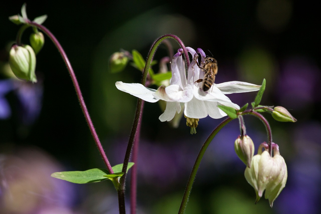 Kolumbinas, Gėlė, Žiedas, Žydėti, Augalas, Balta, Aquilegia, Hahnenfußgewächs, Sodas, Žoliniai Augalai