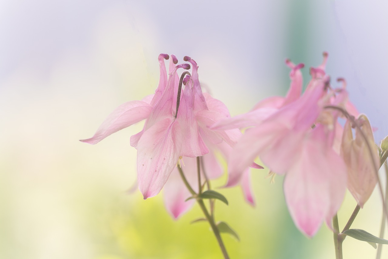 Columbine,  Gėlė,  Rožinis,  Gėlės,  Rožinė Columbine,  Rausvos Gėlės,  Pobūdį,  Smailu Gėlių,  Laukinių Gėlių,  Gražus