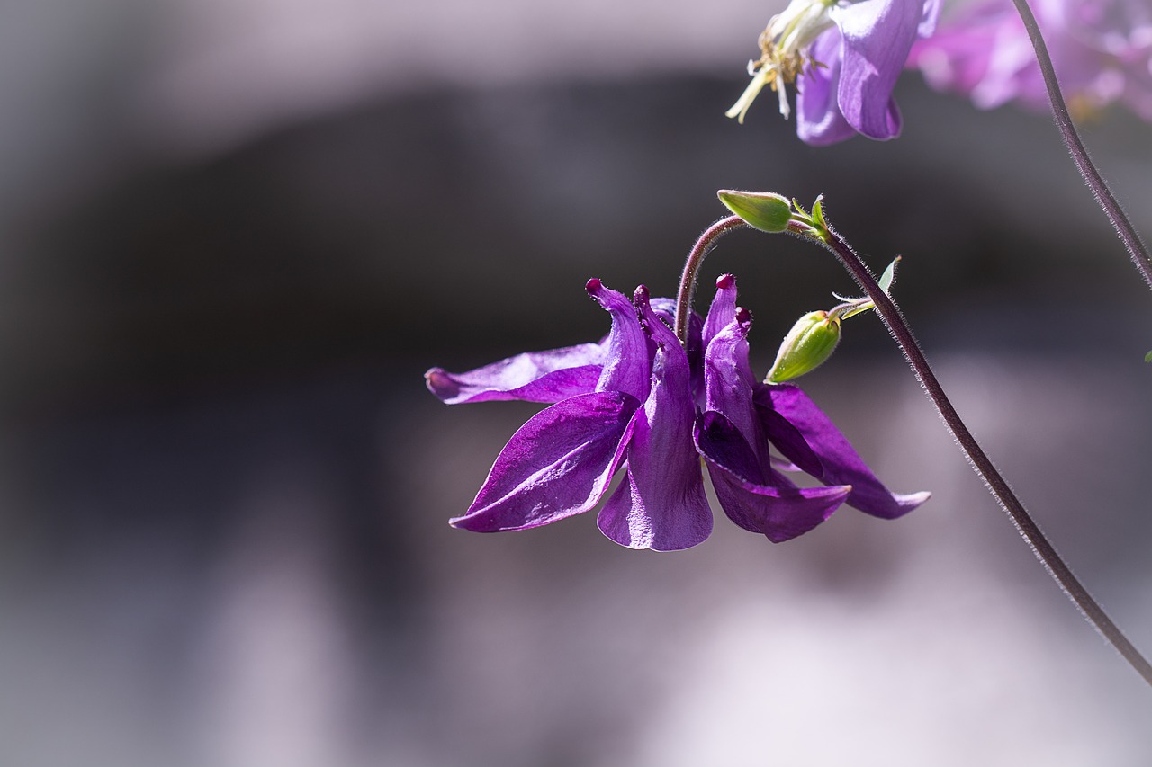 Columbine,  Violetinė,  Violetinė,  Violetinė Columbine,  Smailu Gėlių,  Gėlė,  Pobūdį,  Floros,  Laukinių Gėlių,  Iš Arti