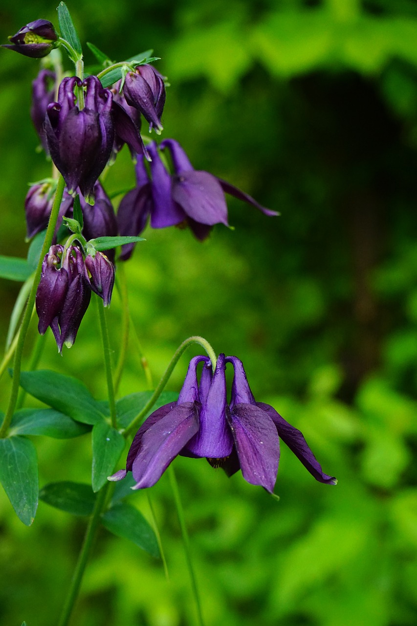 Kolumbinas, Žiedas, Žydėti, Bendras Akelei, Sodo Augalas, Augalas, Violetinė, Mėlyna Violetinė, Nuodingas Augalas, Hahnenfußgewächs