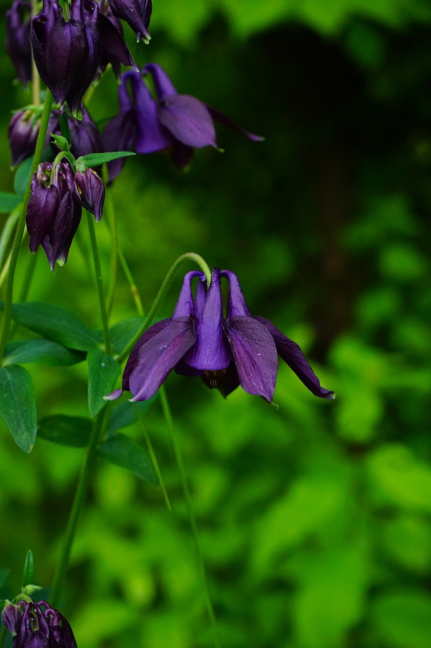 Kolumbinas, Žiedas, Žydėti, Bendras Akelei, Sodo Augalas, Augalas, Violetinė, Mėlyna Violetinė, Nuodingas Augalas, Hahnenfußgewächs