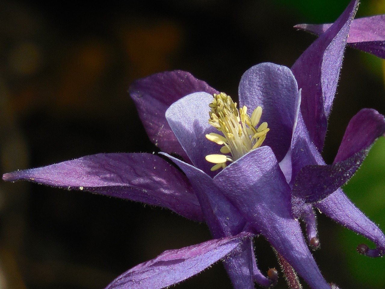 Kolumbinas,  Gėlė,  Augalas,  Žiedlapis,  Pavasaris,  Žiedas,  Žalias,  Aquilegia,  Gėlių,  Daugiametis