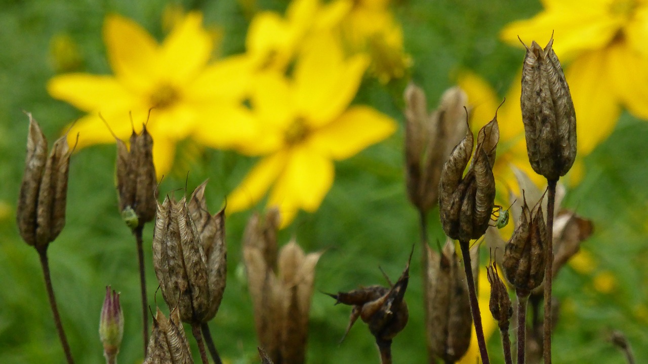 Kolumbinai, Išblukęs, Kosmosas, Cosmea, Gėlė, Žiedynas, Gėlės, Augalas, Nemokamos Nuotraukos,  Nemokama Licenzija