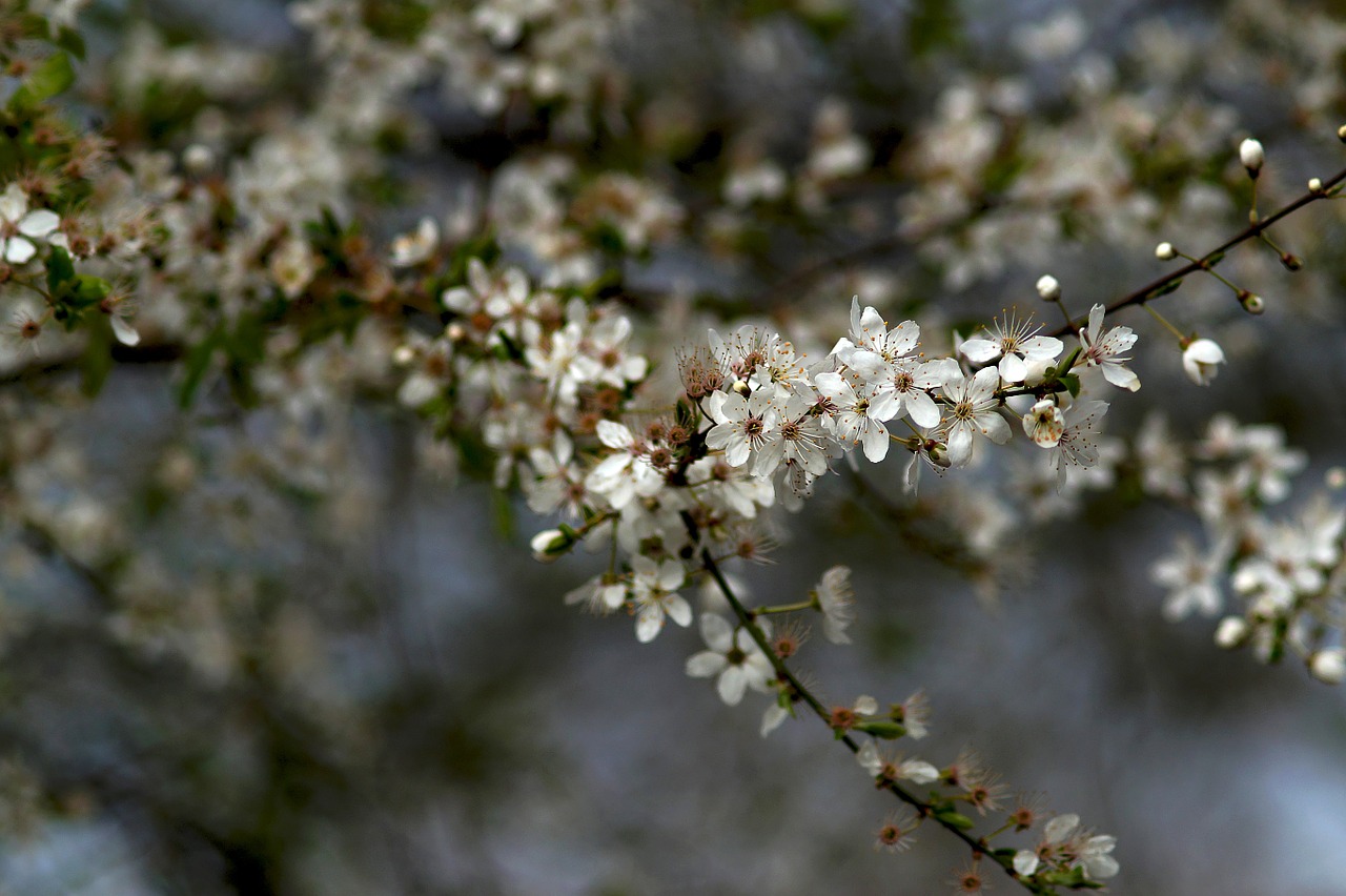 Kolonos Vyšnios, Prunus Serrulata, Ornamentinis Vyšnia, Lapuočių Medienos Augalai, Žiedas, Žydėti, Užpildyti, Pavasaris, Nemokamos Nuotraukos,  Nemokama Licenzija