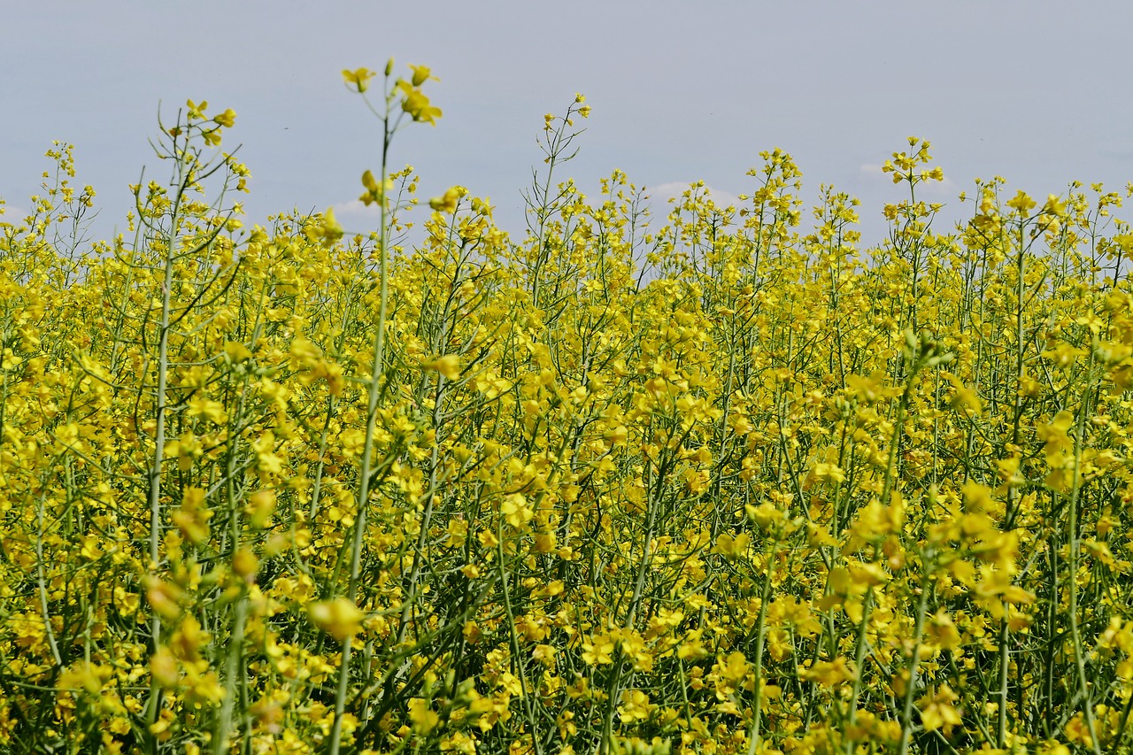 Rapsukų,  Rapsų,  Augalų,  Auginimas,  Prekė,  Žemdirbystė,  Dangus,  Laukas,  Gėlės,  Dunojaus