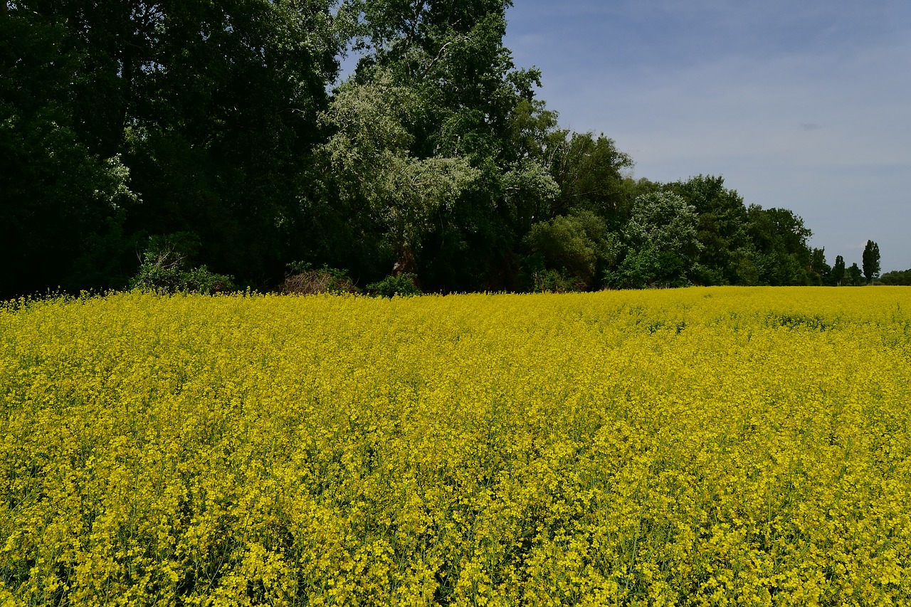 Rapsukų,  Rapsų,  Žydi Gėlės,  Laukas,  Šalis,  Žemdirbystė,  Slovakija,  Prekė,  Žydėti Gėlės,  Pavasaris