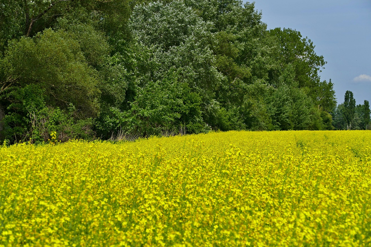 Rapsukų,  Rapsų,  Žydi Gėlės,  Laukas,  Šalis,  Žemdirbystė,  Slovakija,  Prekė,  Dunojaus,  Sala