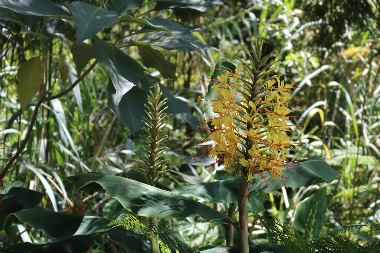 Comanche, Azores, São Miguel, Takas, Gamta, Makro, Nemokamos Nuotraukos,  Nemokama Licenzija