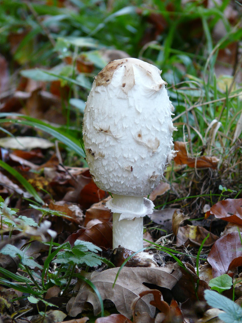 Comatus, Schopf Comatus, Grybai, Coprinus Comatus, Šparagų Grybai, Porcelianas Comatus, Tintenpilz, Tintenschopfling, Grybelinės Rūšys, Comatus Relative