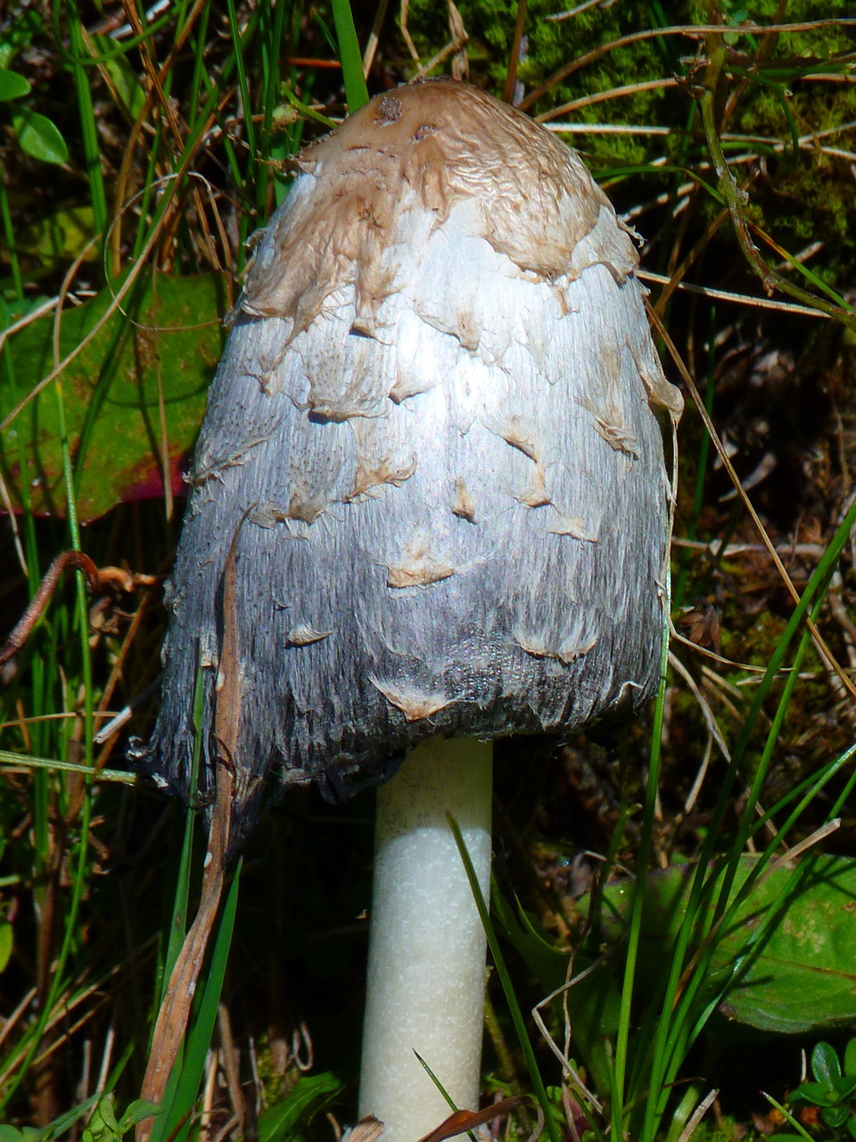 Comatus, Grybai, Šviesti, Sidabrinis, Saulėtas, Schopf Comatus, Coprinus Comatus, Šparagų Grybai, Porcelianas Comatus, Tintenpilz