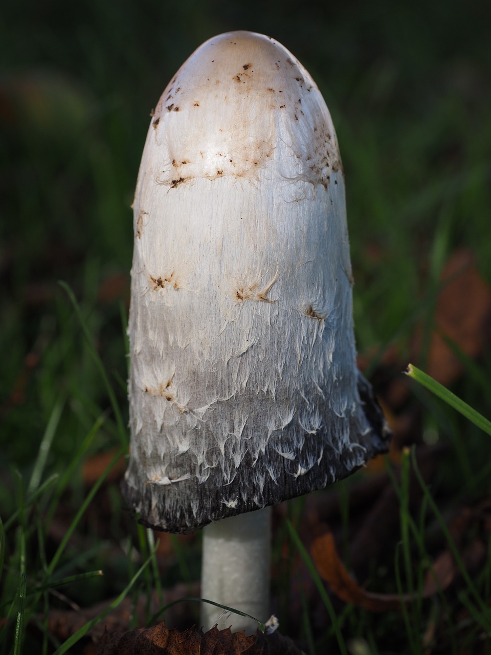 Comatus,  Schopf Comatus,  Grybai,  Coprinus Comatus,  Šparagų Grybai,  Porcelianas Comatus,  Tintenpilz,  Tintenschopfling,  Grybelinės Rūšys,  Comatus Relative