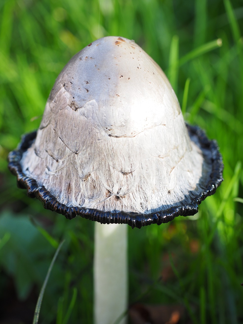 Comatus,  Schopf Comatus,  Grybai,  Coprinus Comatus,  Šparagų Grybai,  Porcelianas Comatus,  Tintenpilz,  Tintenschopfling,  Grybelinės Rūšys,  Comatus Relative