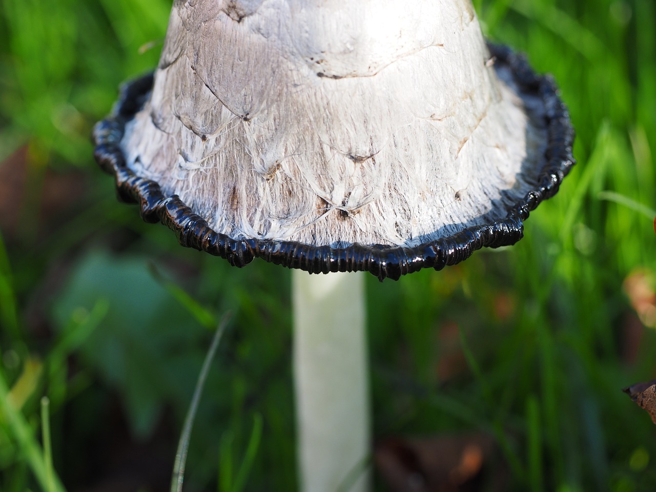 Comatus,  Schopf Comatus,  Grybai,  Coprinus Comatus,  Šparagų Grybai,  Porcelianas Comatus,  Tintenpilz,  Tintenschopfling,  Grybelinės Rūšys,  Comatus Relative