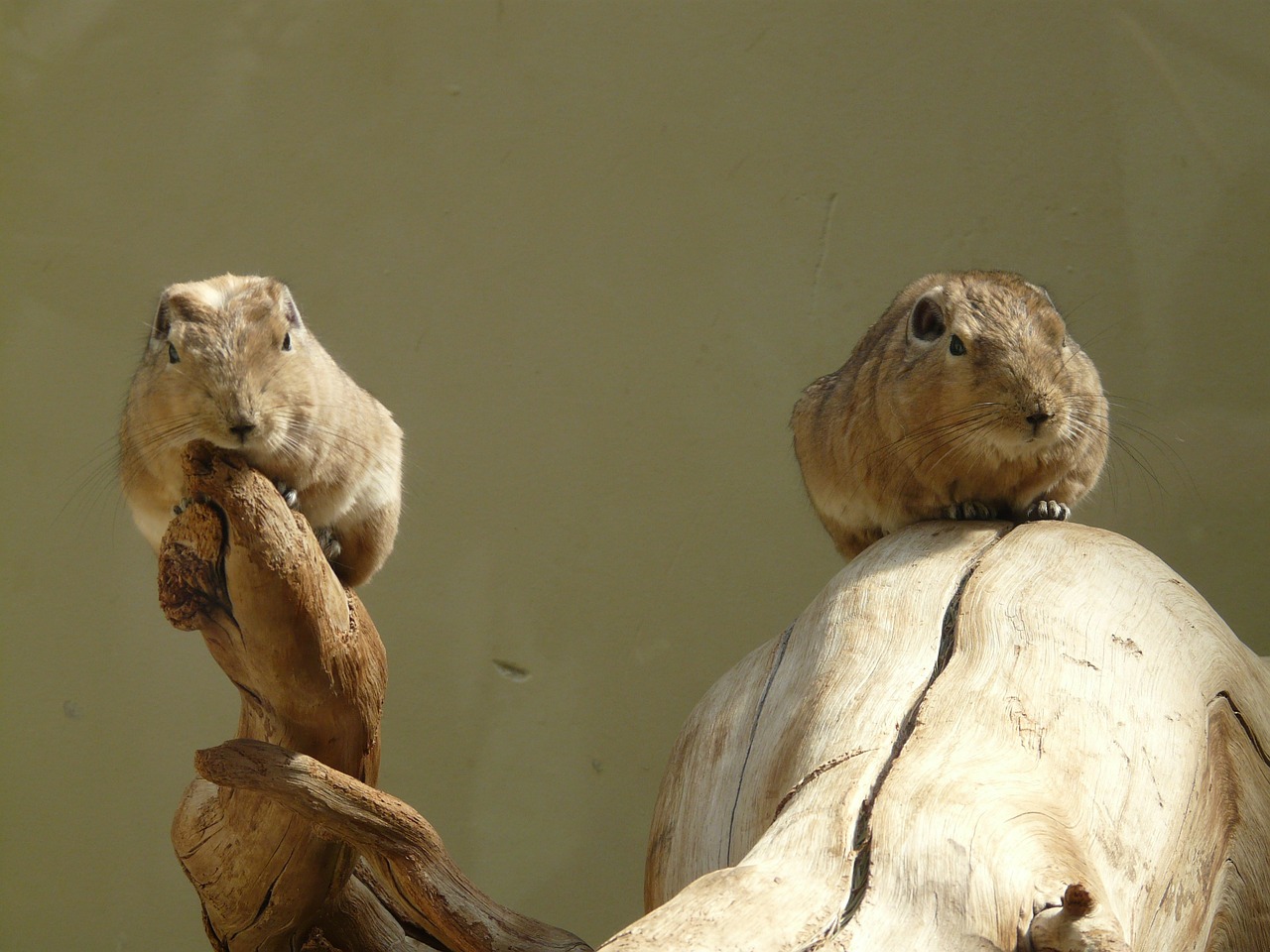 Kumpio Pirštas, Gundi, Graužikas, Žinduolis, Gyvūnas, Fauna, Kailis, Gyvūnų Pasaulis, Padaras, Nemokamos Nuotraukos