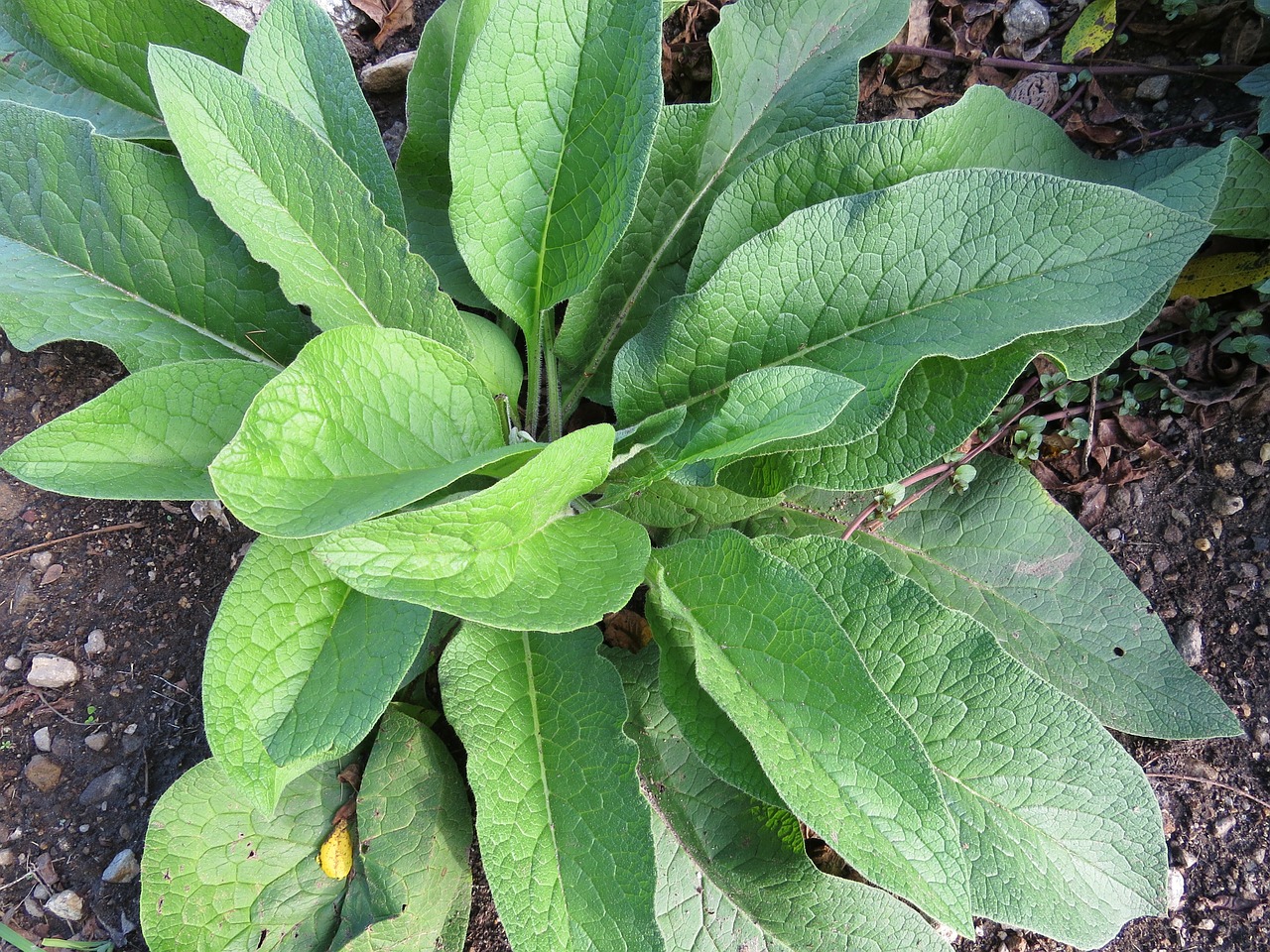 Comfrey, Žolelės, Vaistiniai Augalai, Žydėti, Gėlių, Natūralus, Flora, Botanikos, Lapai, Augimas