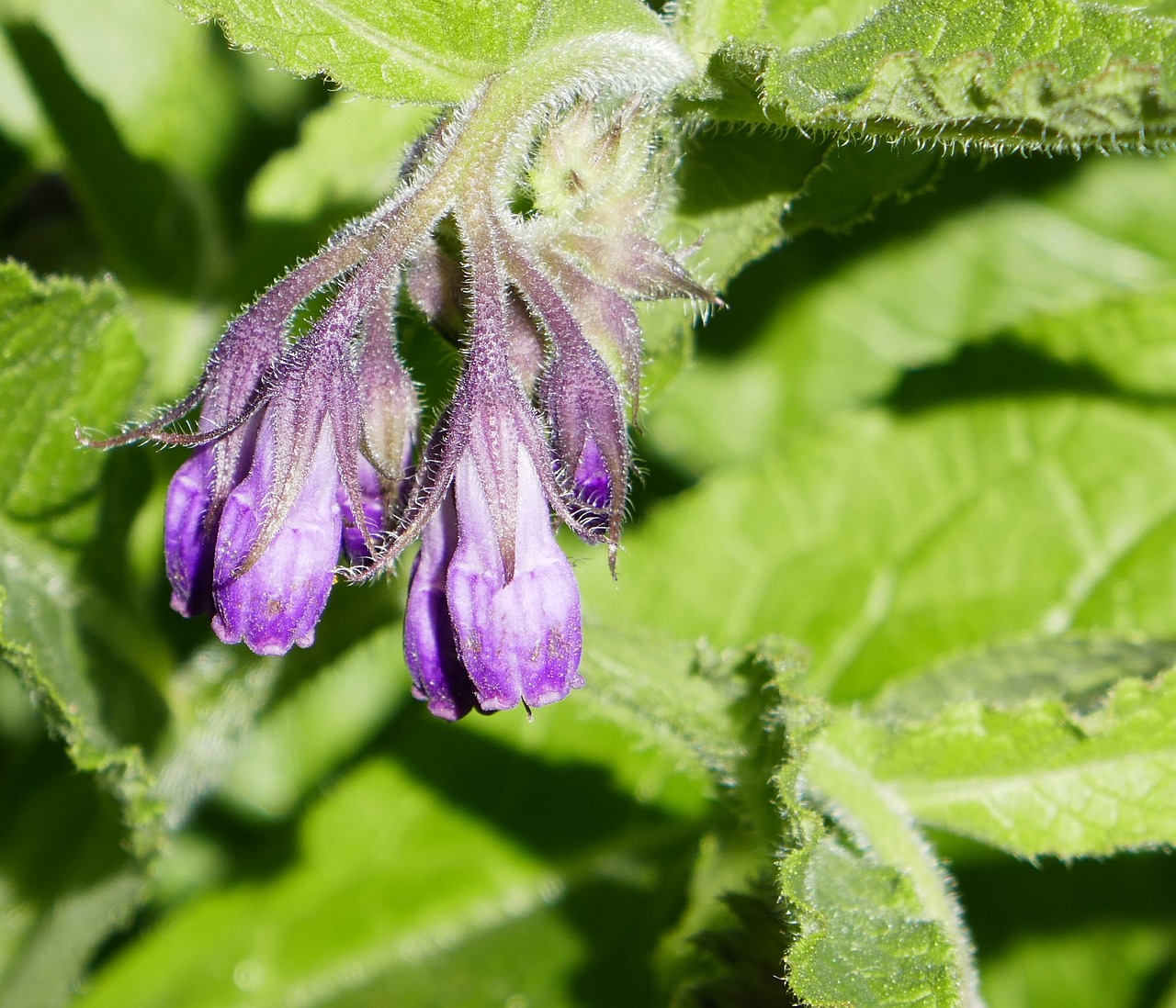 Comfrey, Žolė, Gėlė, Žolelių, Augalas, Lapai, Ekologiškas, Natūralus, Violetinė, Flora