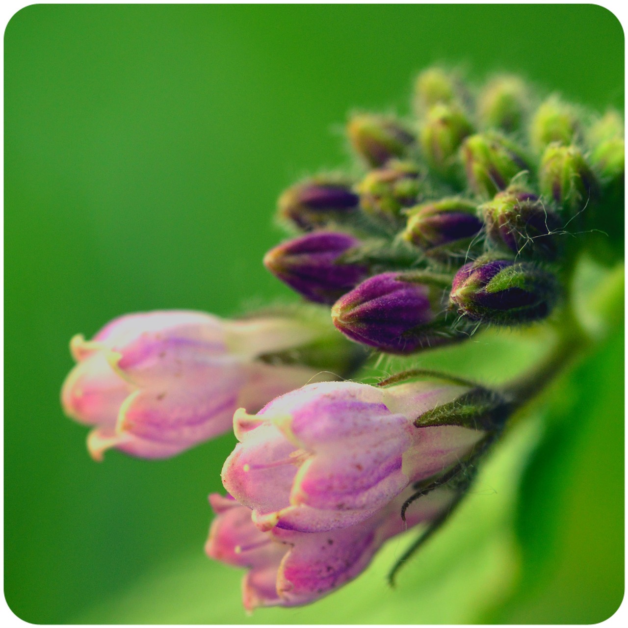 Comfrey, Gėlių Pumpurai, Gėlė, Nemokamos Nuotraukos,  Nemokama Licenzija