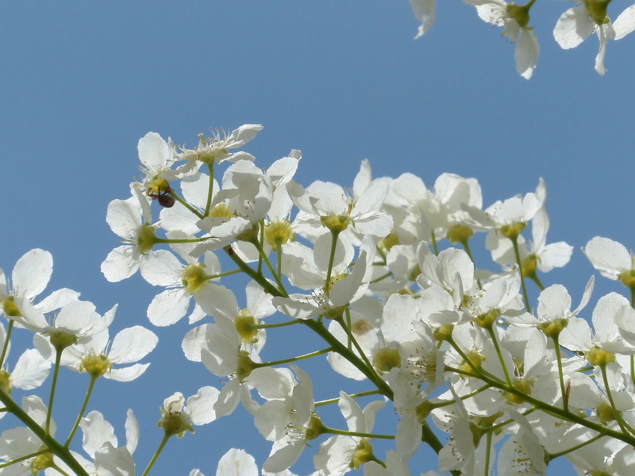 Paprastoji Paukščių Vyšninė, Gėlės, Prunus Padis, Juoda Vyšnia, Prunus, Medis, Balta, Pavasaris, Žydėti, Filialas