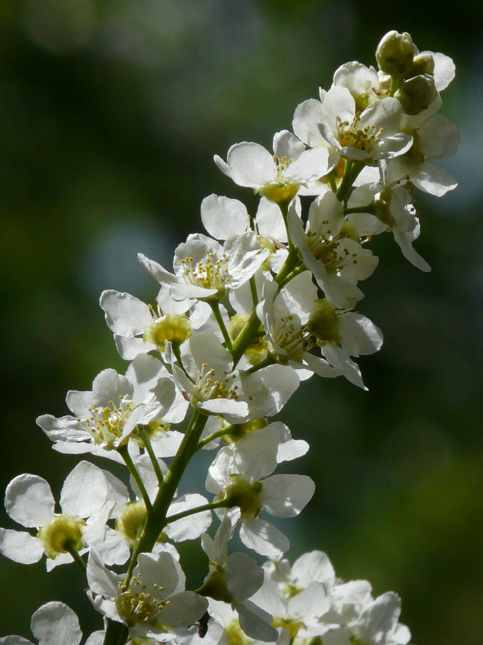 Paprastoji Paukščių Vyšninė, Gėlės, Prunus Padis, Juoda Vyšnia, Prunus, Medis, Balta, Pavasaris, Žydėti, Filialas