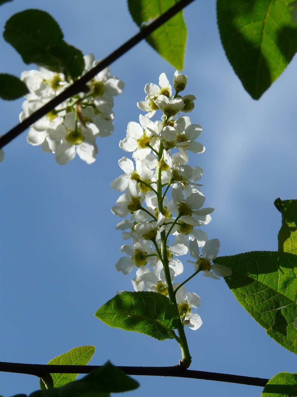 Paprastoji Paukščių Vyšninė, Gėlės, Prunus Padis, Juoda Vyšnia, Prunus, Medis, Balta, Pavasaris, Žydėti, Filialas