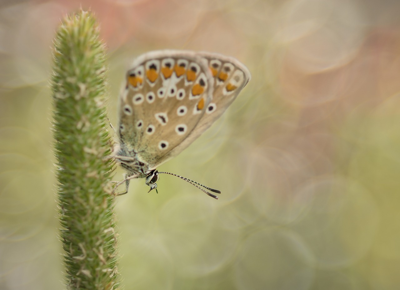 Paprasta Mėlyna, Drugelis, Bendras Blauzis, Drugeliai, Mėlynas, Raganos Mėlyna, Lycaenidae, Mėlynas Atspalvis, Sparnas, Gamta