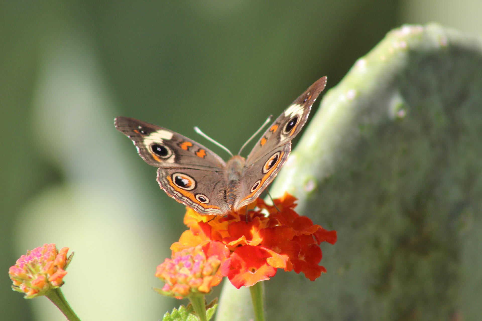 Bendras,  Buckeye,  Junonia,  Koenija,  Nymphalidae,  Drugeliai,  Drugelis,  Ruda,  Texas,  Rūšis