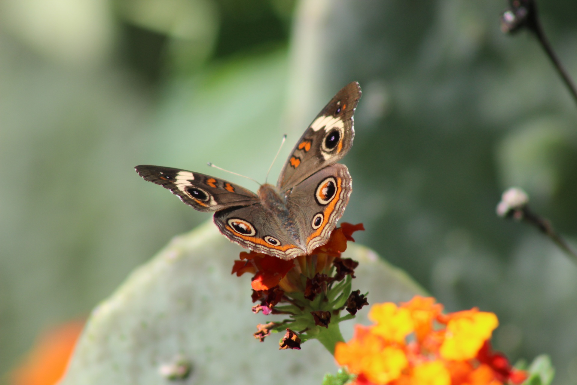 Bendras,  Buckeye,  Drugelis,  Junonia,  Koenija,  Texas,  Drugeliai,  Rūšis,  Ruda,  Pastebėtas