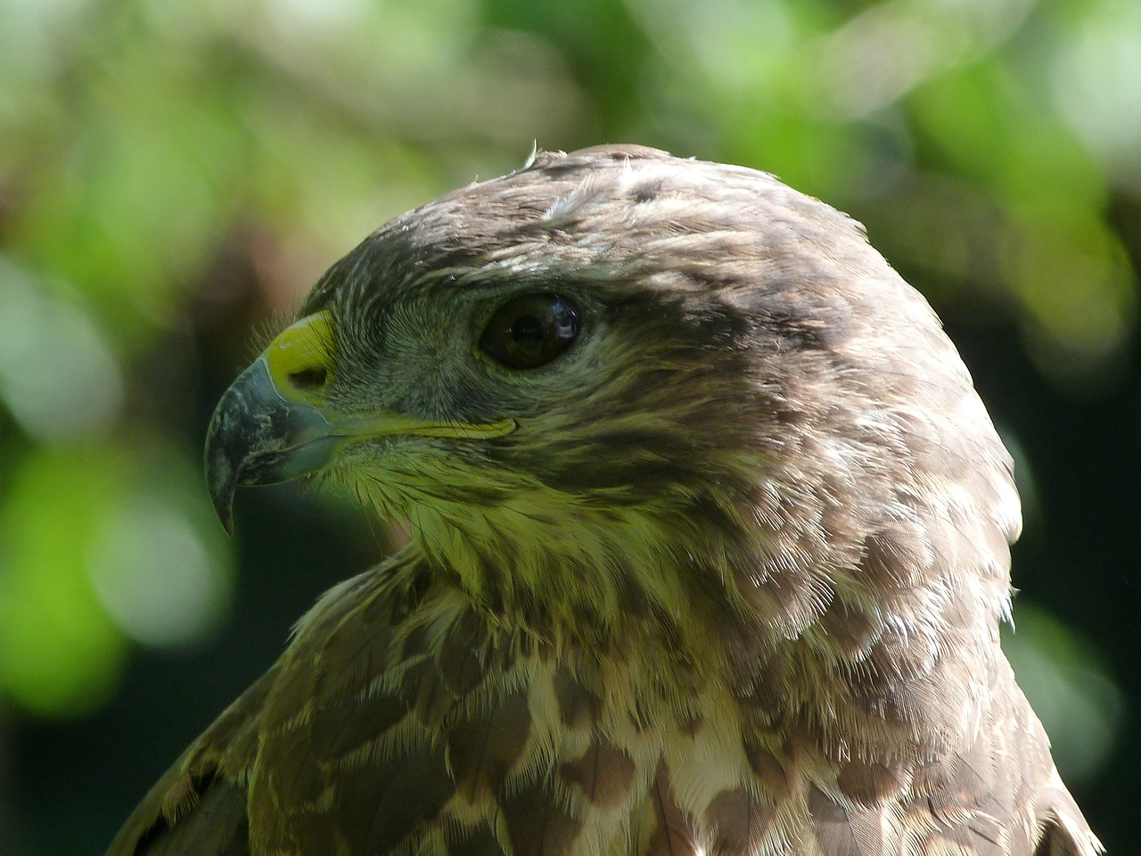 Paprastasis Suopis,  Paukštis,  Raptor,  Suopis,  Plėšrūnas, Nemokamos Nuotraukos,  Nemokama Licenzija