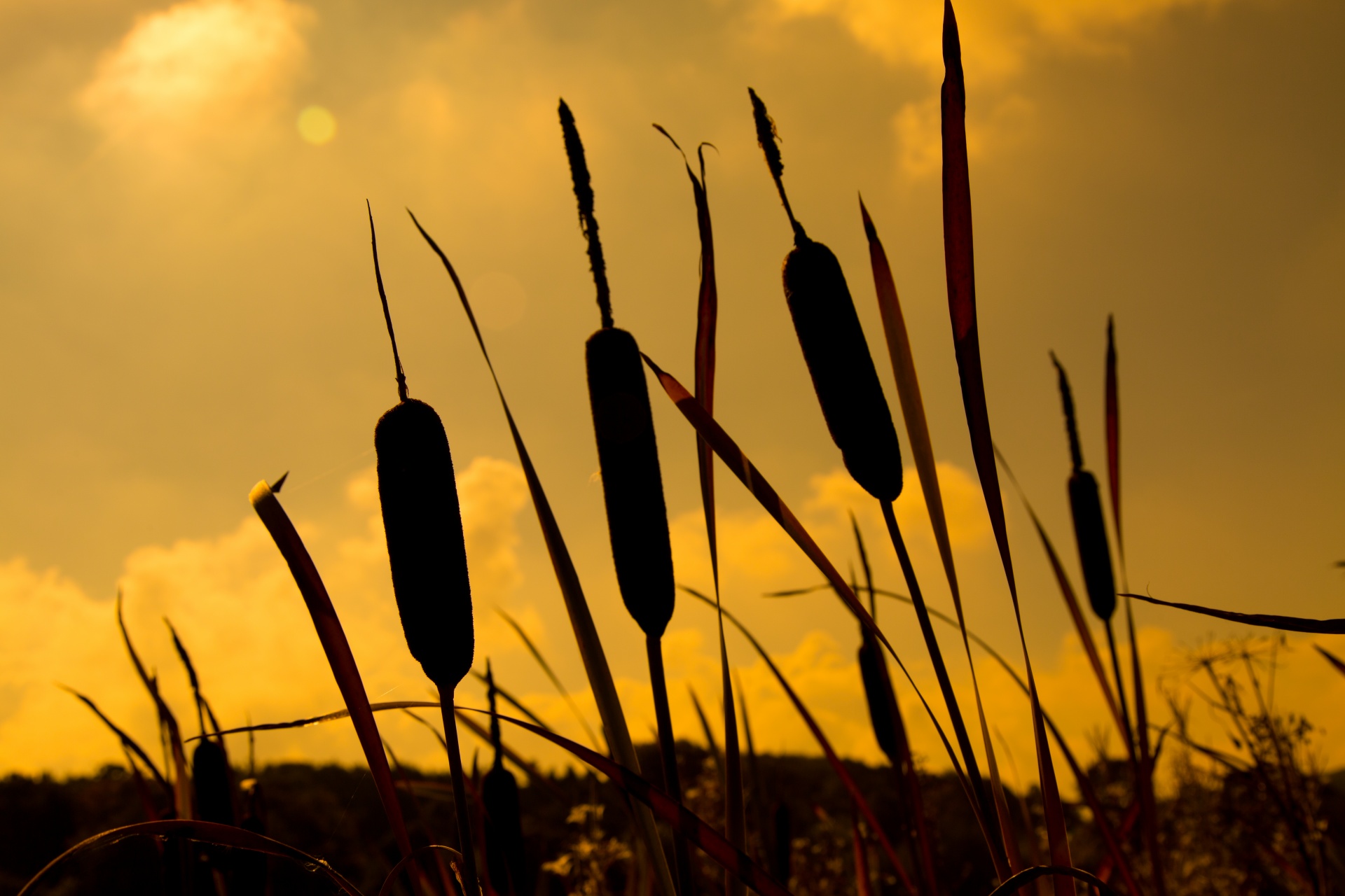 Blackamoor,  Platieji Lapai,  Skruzdėlė,  Ramus,  Cattail,  Bendras,  Vėliava,  Florescencija,  Žydėjimas,  Žolė