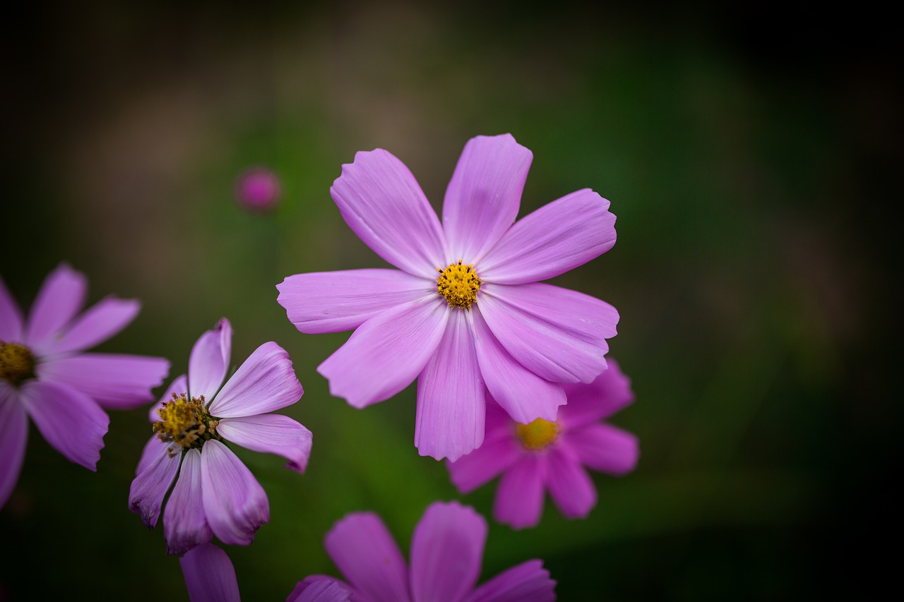 Bendras Kosmosas, Kosmosas, Gėlės, Gėlė, Ruduo, Kritimo Gėlės, Wildflower, Rožinis, Žiedlapis, Nemokamos Nuotraukos