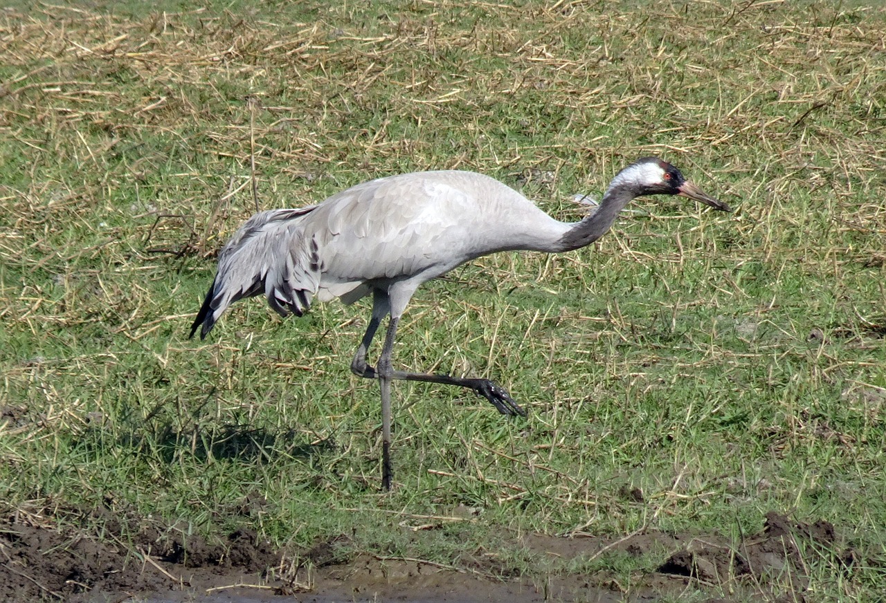 Paprastas Kranas, Grus Grus, Eurazinis Kranas, Paukštis, Gruidae, Laukinė Gamta, Gyvūnas, Gamta, Plunksna, Plumėjimas