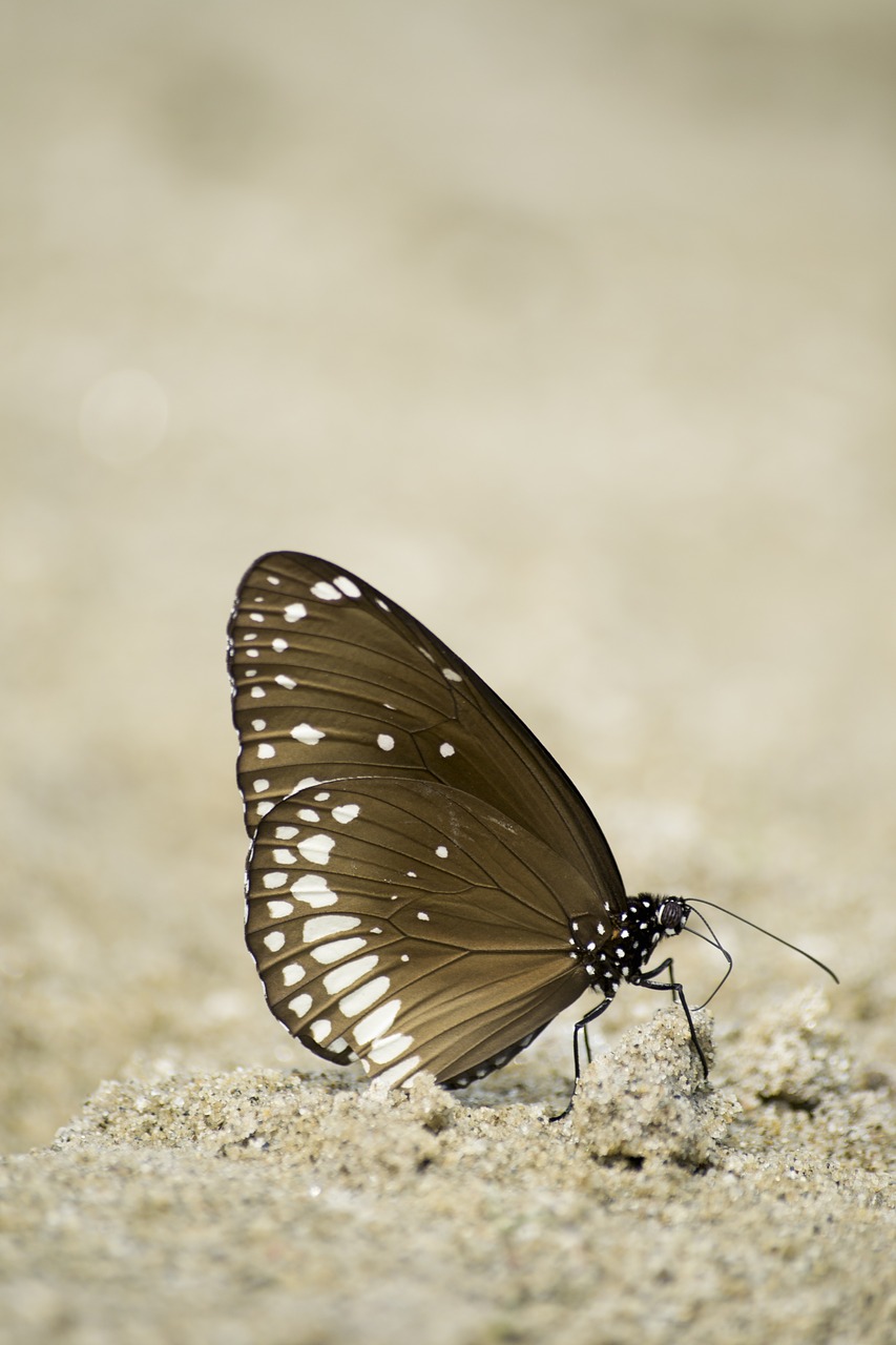 Bendroji Tiesia Drugelis,  Drugelis,  Lepidoptera,  Vabzdys,  Gamta, Nemokamos Nuotraukos,  Nemokama Licenzija