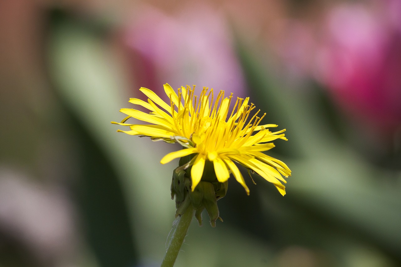 Paprastoji Kiaulpienė,  Kiaulpienė,  Gėlė,  Taraxacum,  Ruderalia,  Kompozitai,  Asteraceae,  Žiedas,  Žydi,  Geltona