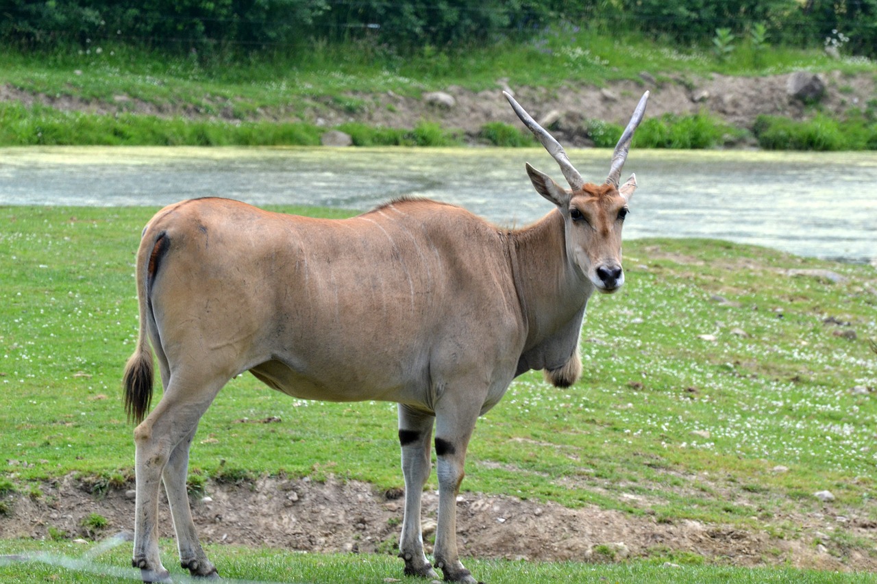 Bendroji Elandos,  Žolėdis,  Zoo Gyvūnų, Nemokamos Nuotraukos,  Nemokama Licenzija