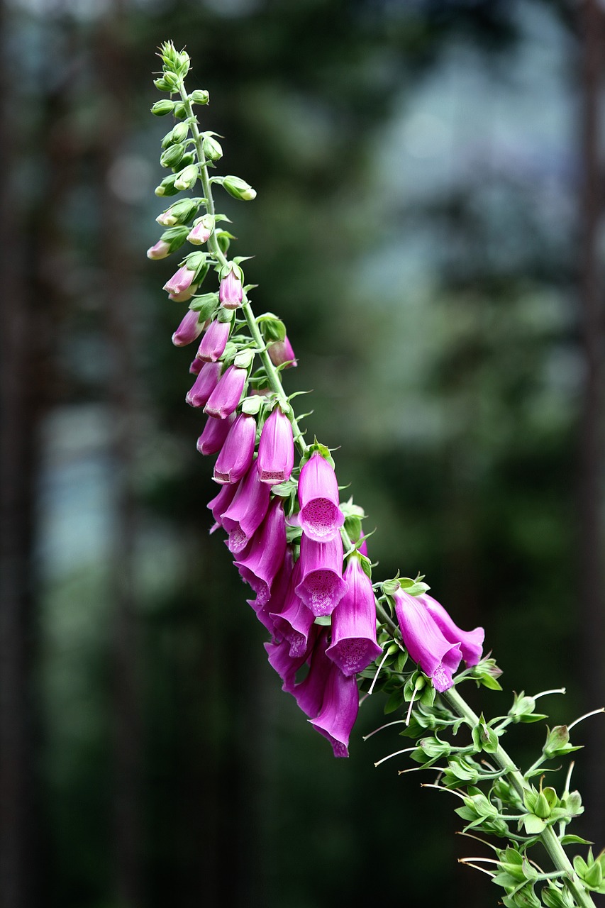 Paprastoji Drobė, Gėlė, Digitalis Purpurea, Žiedas, Žydėti, Žydėti, Rožinis, Spalva, Spalvinga, Antgalis