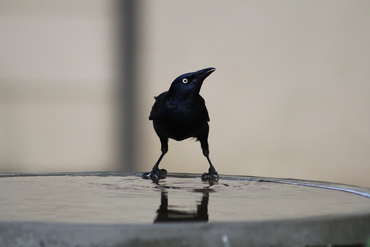 Bendroji Grackle,  Paukštis,  Grackle,  Pobūdį,  Gyvūnijos, Nemokamos Nuotraukos,  Nemokama Licenzija