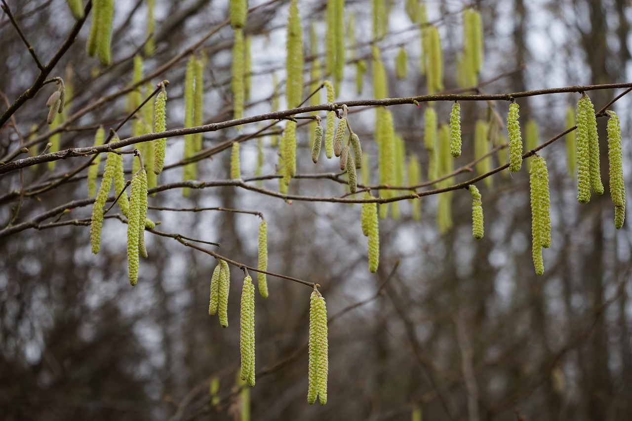 Bendras Lazdynas, Žiedynai, Vyrų Žiedas, Geltona, Kačiukas, Corylus Avellana, Lazdynas, Beržo Šiltnamio, Betulaceae, Krūmas