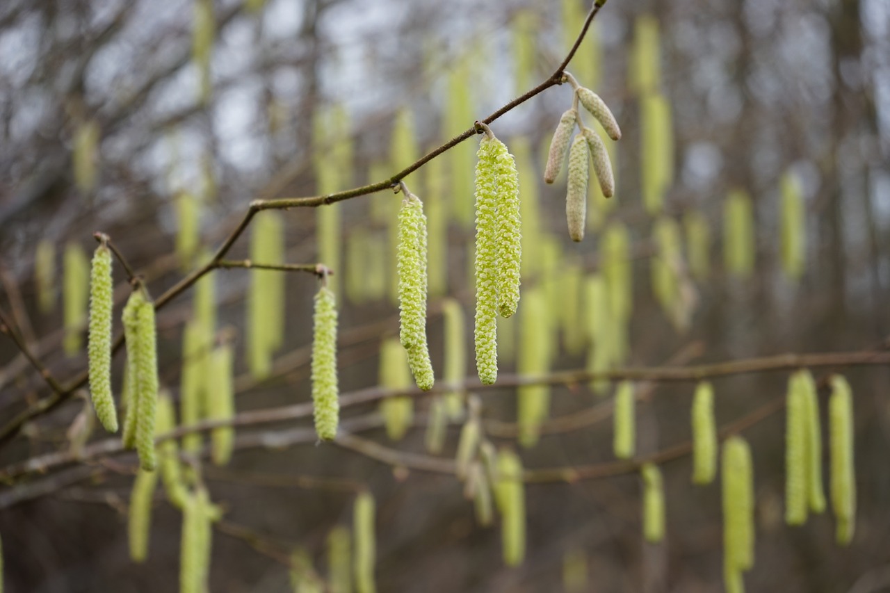 Bendras Lazdynas, Žiedynai, Vyrų Žiedas, Geltona, Kačiukas, Corylus Avellana, Lazdynas, Beržo Šiltnamio, Betulaceae, Krūmas